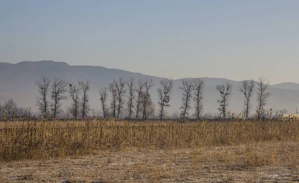 Campo de maíz congelado Fotos de stock libres de derechos