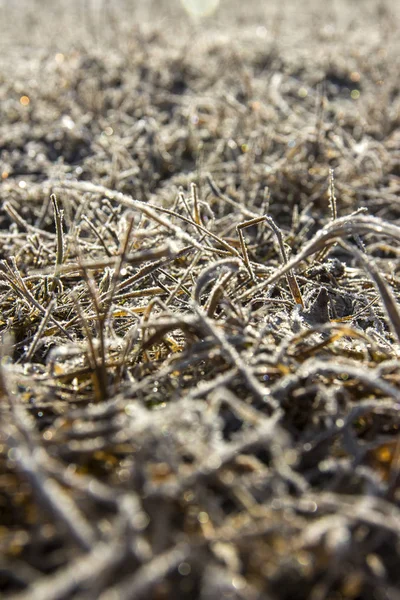 Замороженные кукурузные поля — стоковое фото