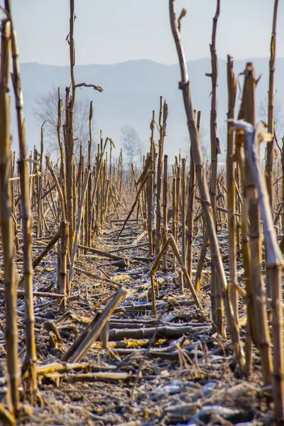 Frozen corn field — Stock Photo, Image
