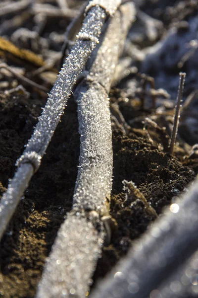 Замороженные кукурузные поля — стоковое фото