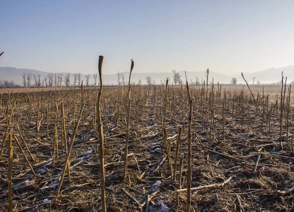 Campos de milho congelados Imagem De Stock