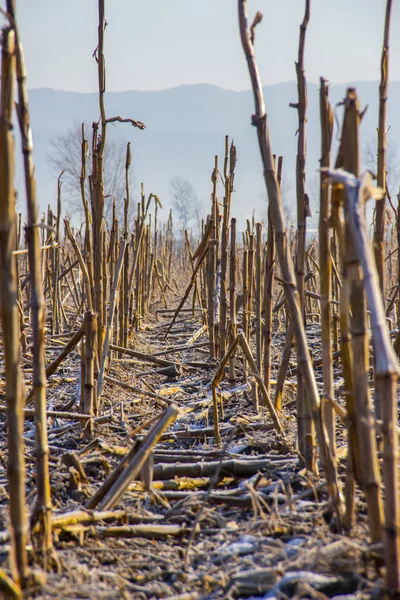 Campo de maíz congelado Fotos de stock libres de derechos