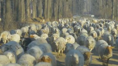 Koyun sürüsü içinde otlak bize doğru hareket