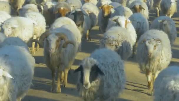 Schapen Kudde Richting Ons Grasland — Stockvideo