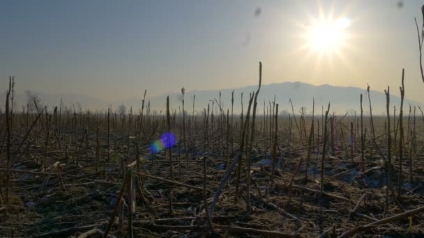 Campo de maíz congelado — Vídeos de Stock