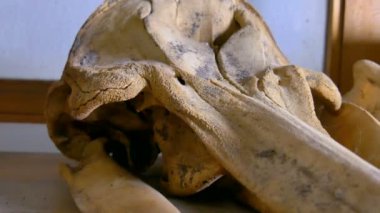 Laboratuvar hayvan iskeleti Close-Up 