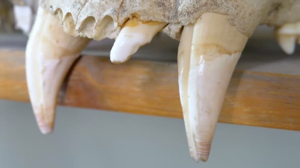 Primo Piano Dello Scheletro Animale Con Denti Grandi Laboratorio — Video Stock