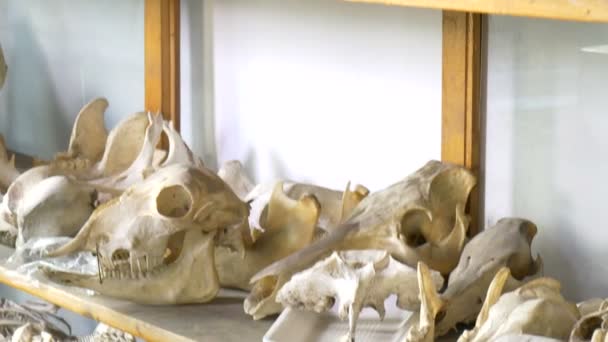 Közeli Kép Laboratóriumi Állatok Koponyák — Stock videók