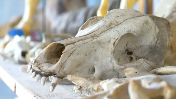 Close Animal Skull Laboratory — Stock Video