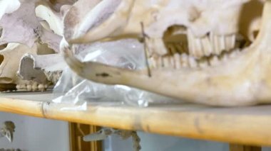 Laboratuvar hayvanları kafatasları Close-Up 