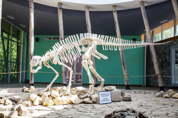 Dinosaur Skeleton Saturnalia Georgia — Stock Photo, Image