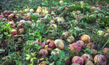 Olgun kırmızı elmalar