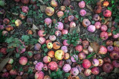 Olgun kırmızı elmalar