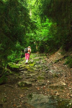 Uzun yürüyüşe çıkan kimse çam ormanında bahar