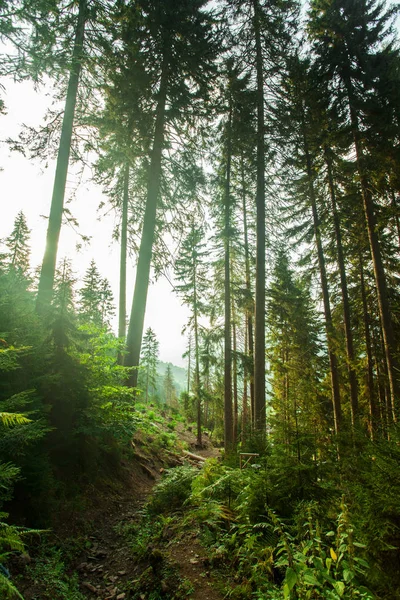 Baharda çam ormanı