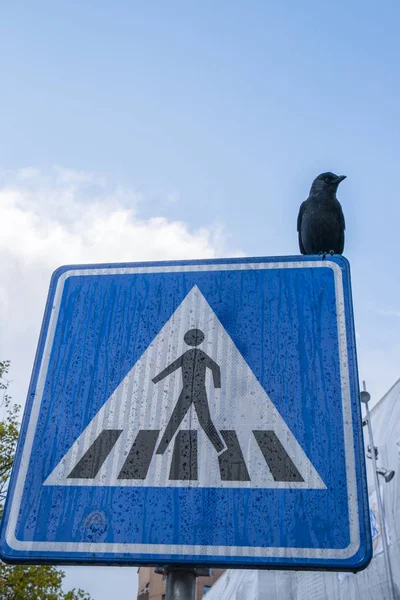 Cityscape View Road Sign Board Bird Street Amsterdam — Stock Photo, Image