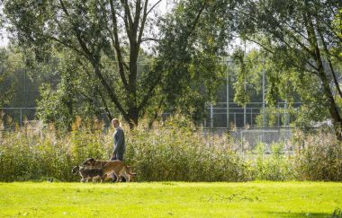 yeşil park köpeklerle yürüyen kadın