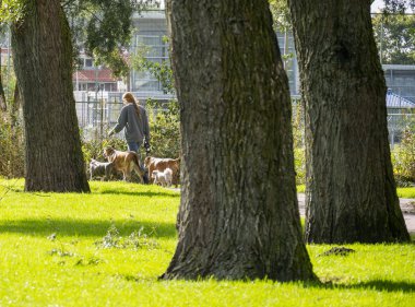 yeşil park köpeklerle yürüyen kadın