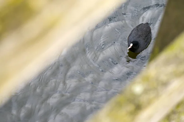 Close Portrait Duck Water Amsterdam — Stock Photo, Image