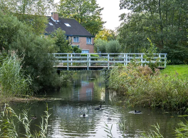 Parco verde della città di Amsterdam — Foto Stock