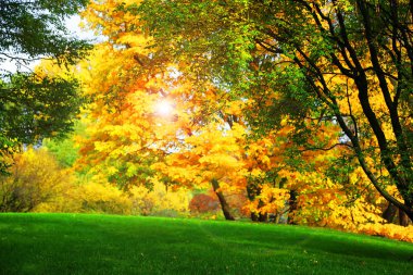 güzel sonbahar ağaçlar