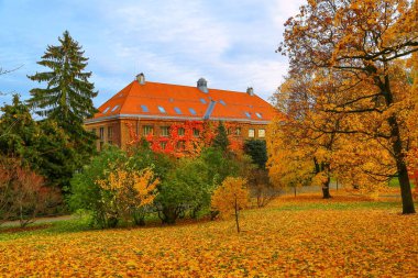 güzel sonbahar ağaçlar
