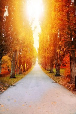 güzel sonbahar ağaçlar