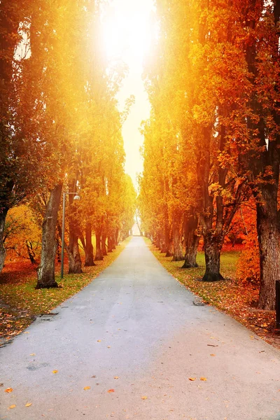 güzel sonbahar ağaçlar