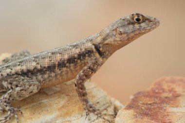 kuyruk olmadan küçük kertenkele