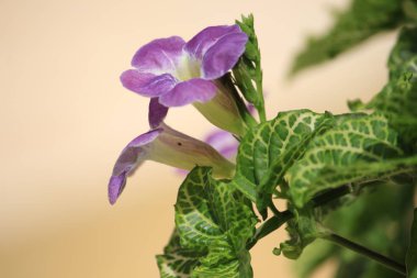 Menekşe çiçek arka plan