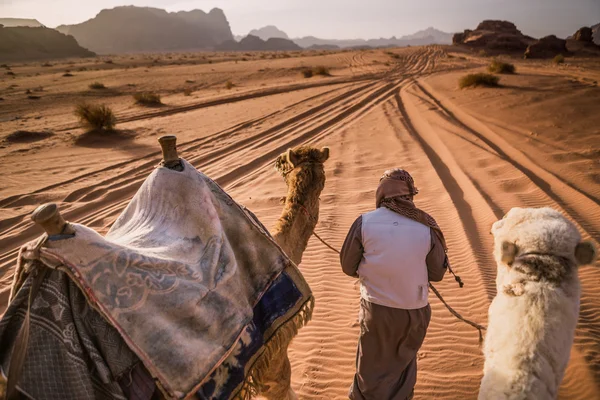 Cammelli che vanno nel deserto di Wadi Rum in Giordania — Foto Stock