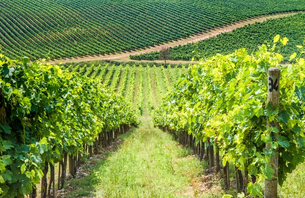 Tuscan vineyard landscape in summer