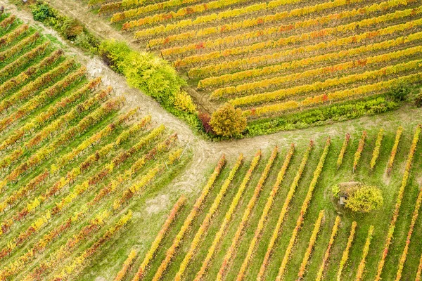 Vinhas Langhe do Piemonte no Outono — Fotografia de Stock