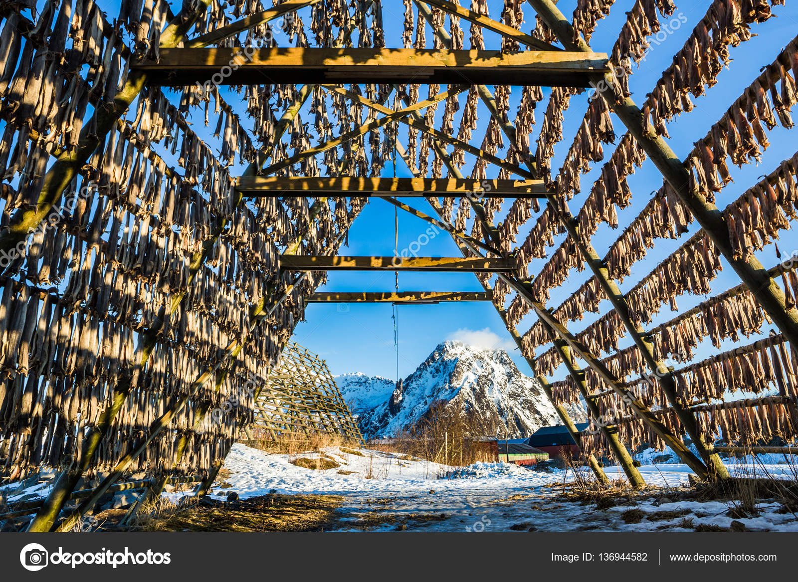 Racks full of dried codfish, Svolvaer, Lofoten, Norway — Stock Photo