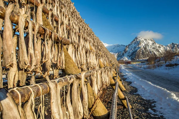Bastidores llenos de bacalao seco, Svolvaer, Lofoten, Noruega — Foto de Stock