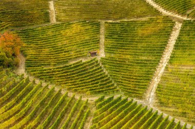 Langhe, Piedemont bir bağ havadan görünümü