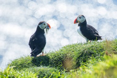 Mykines Island, Faroe Adaları, Danimarka. Atlantik martı.