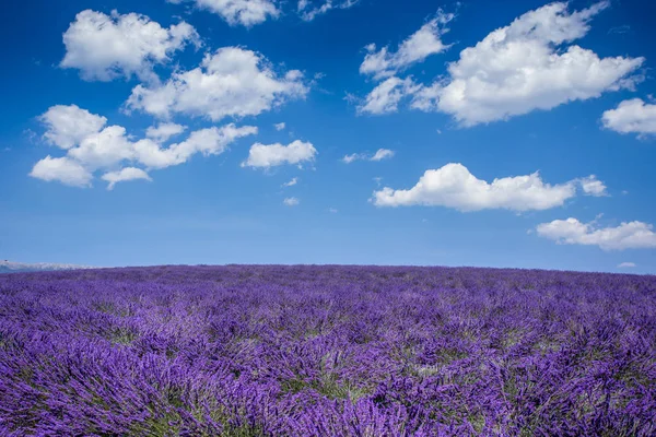 Lavanda Flores Florescendo Campo Valensole Provence França Europa — Fotografia de Stock