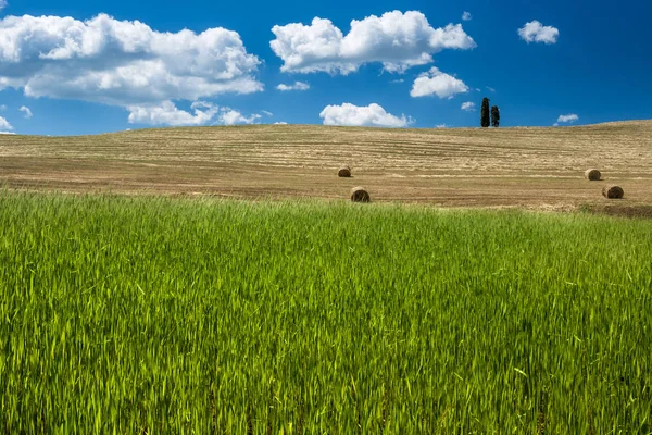 Lone Cypress Tuscany Italy — Stock Photo, Image