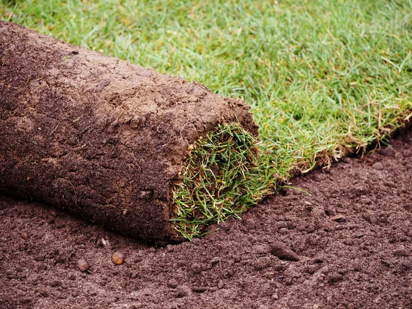 Gras gras roll Rechtenvrije Stockafbeeldingen