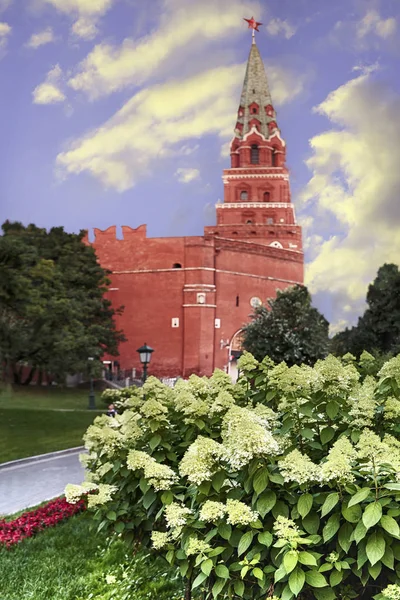 Ανθίζοντας άνθη ορτανσία φόντο του Πύργου Borovitsky το Κρεμλίνο της Μόσχας — Φωτογραφία Αρχείου