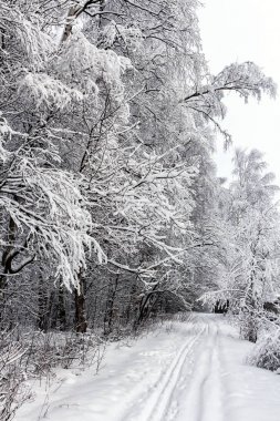büyük şehirlerin çevresinde doğal parklar spor için iyi bir yer vardır