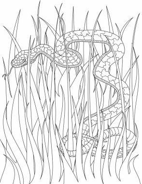 hayvan boyama sayfası