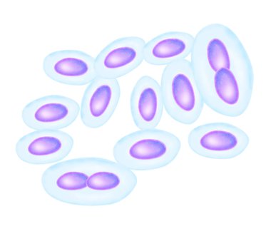 İnsan Bardetella Pertussis 'in canlandırması