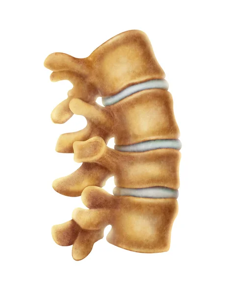 Ilustración Columna Vertebral Humana — Foto de Stock