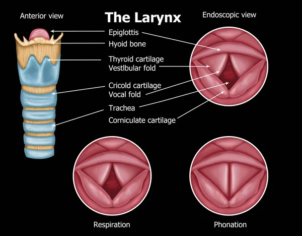 Illustration of human Anatomy-of-the-larynx