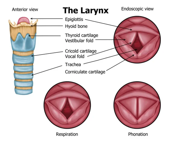 Ilustración Anatomía Humana Laringe — Foto de Stock