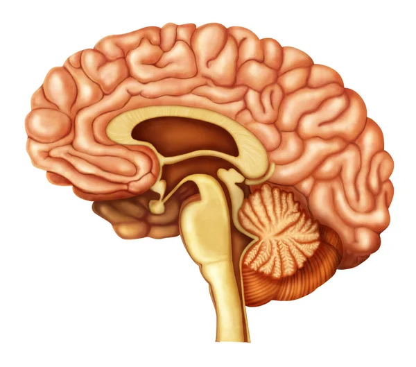 Ilustración Del Cerebro Humano — Foto de Stock