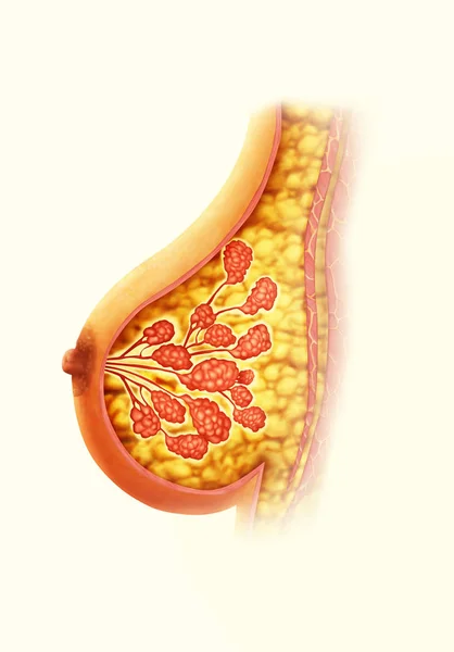 Ilustracja Ludzkiej Anatomii Piersi — Zdjęcie stockowe