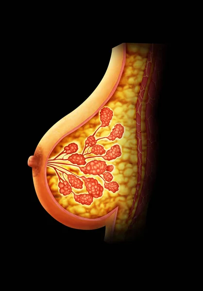 Göğüs anatomisi tasviri 